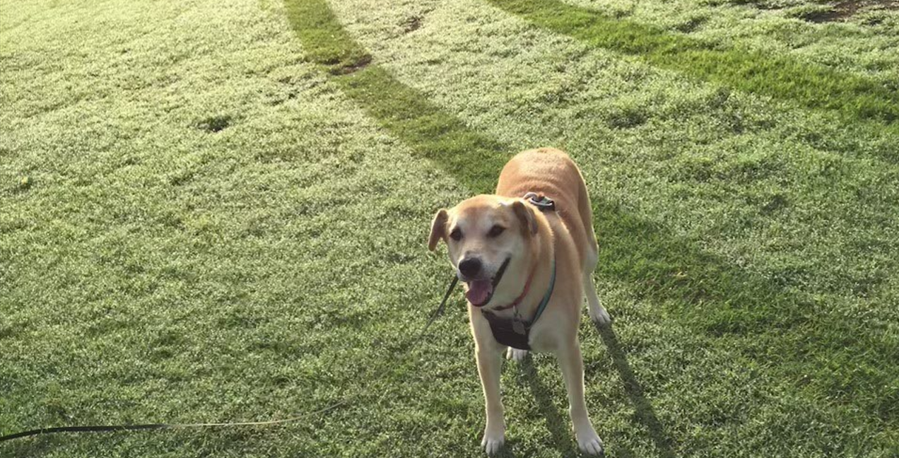 Smiling, yellow dog in green grass with tire tracks in the grass