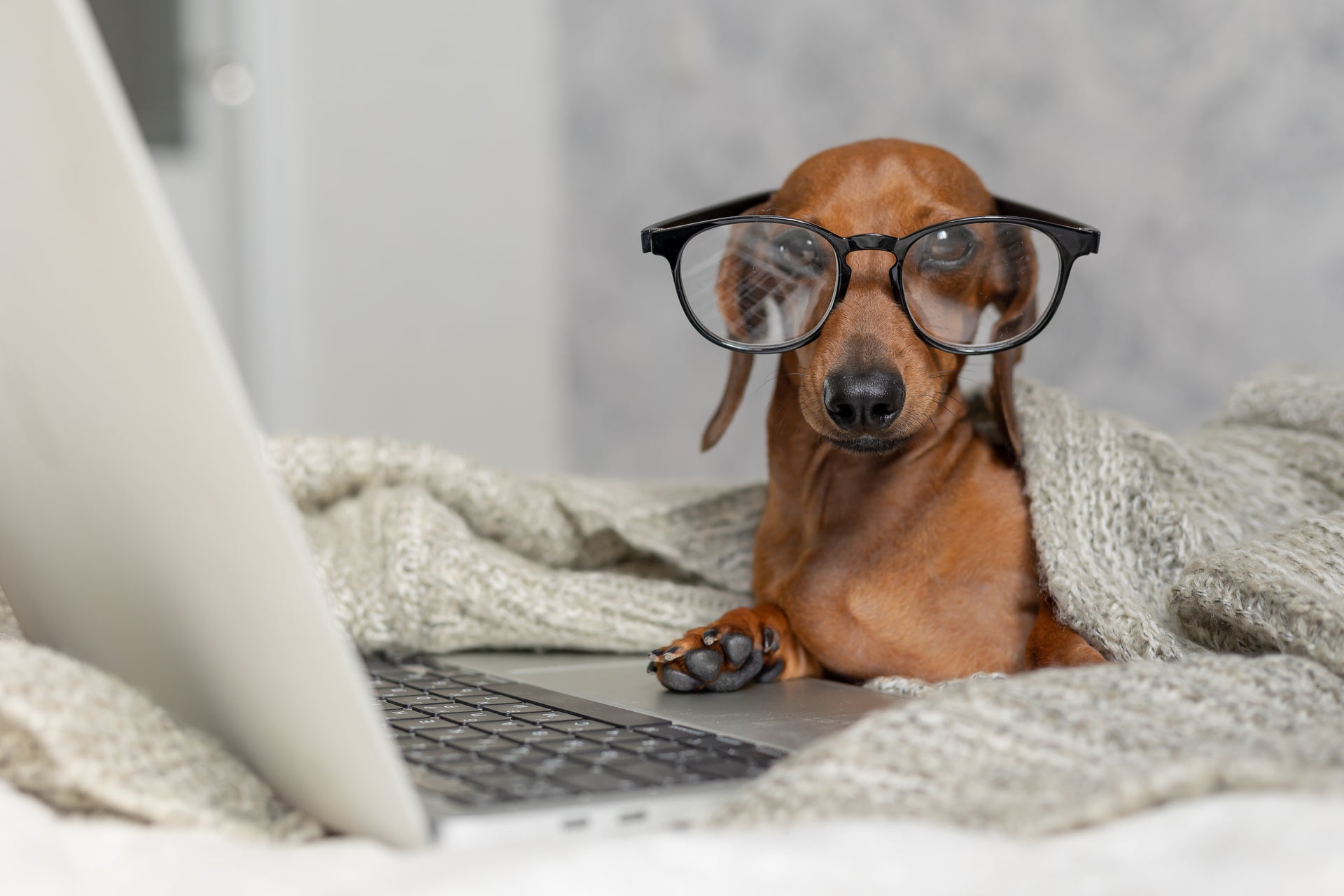 Dog wearing glasses in front of a laptop covered with a blanket